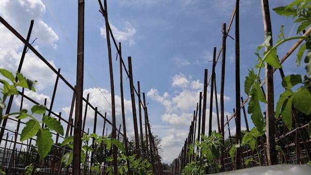 Decorative garden stakes placed among vibrant green plants under a sunny sky.