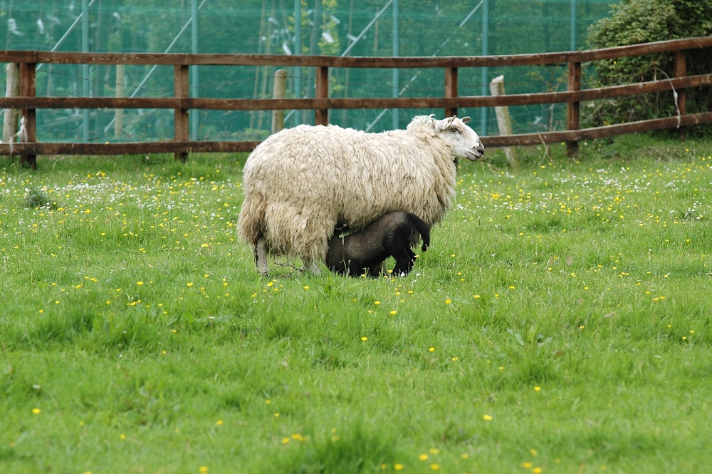 昼間の緑の芝生の白い羊