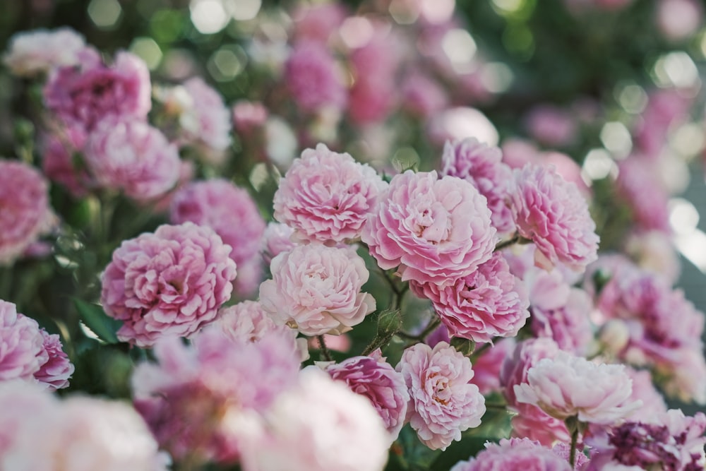 pink flowers in tilt shift lens