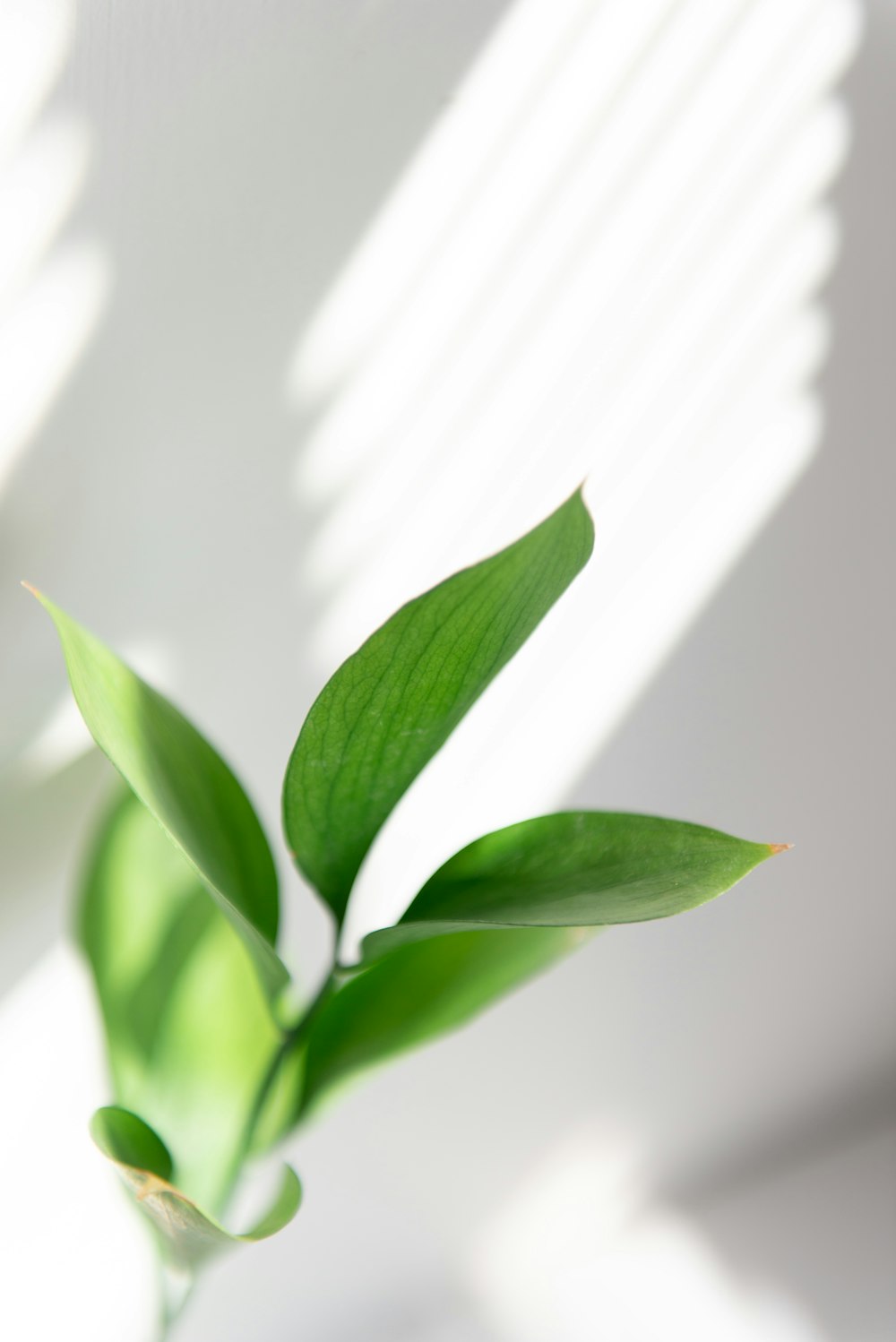 green plant on white surface