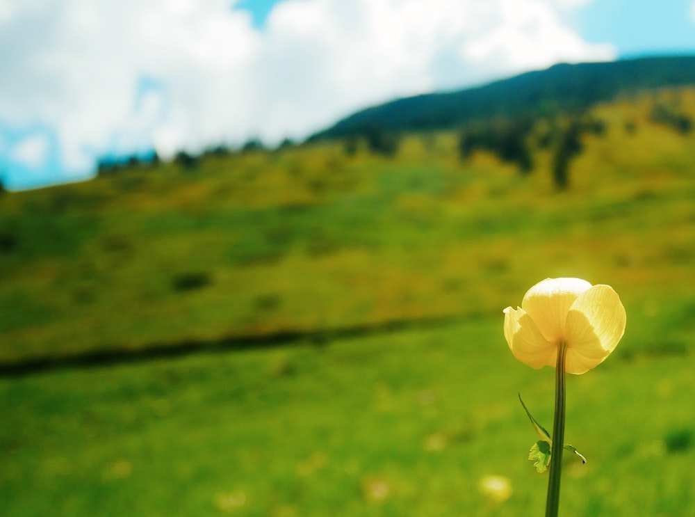 fleur blanche sur le champ d’herbe verte pendant la journée