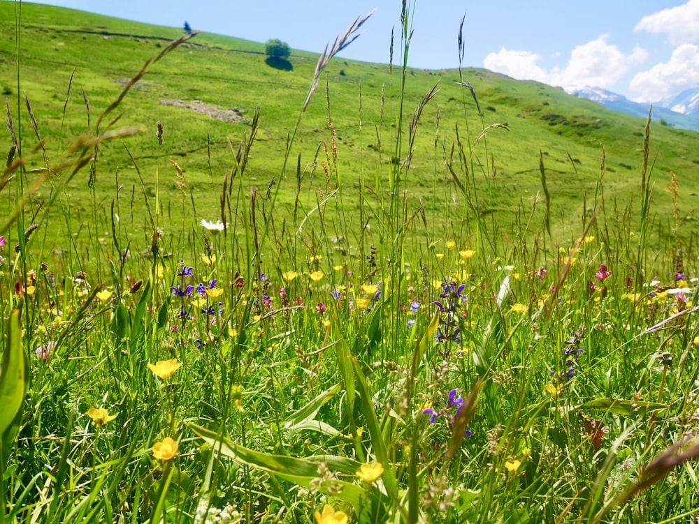 campo di fiori gialli sotto nuvole bianche durante il giorno