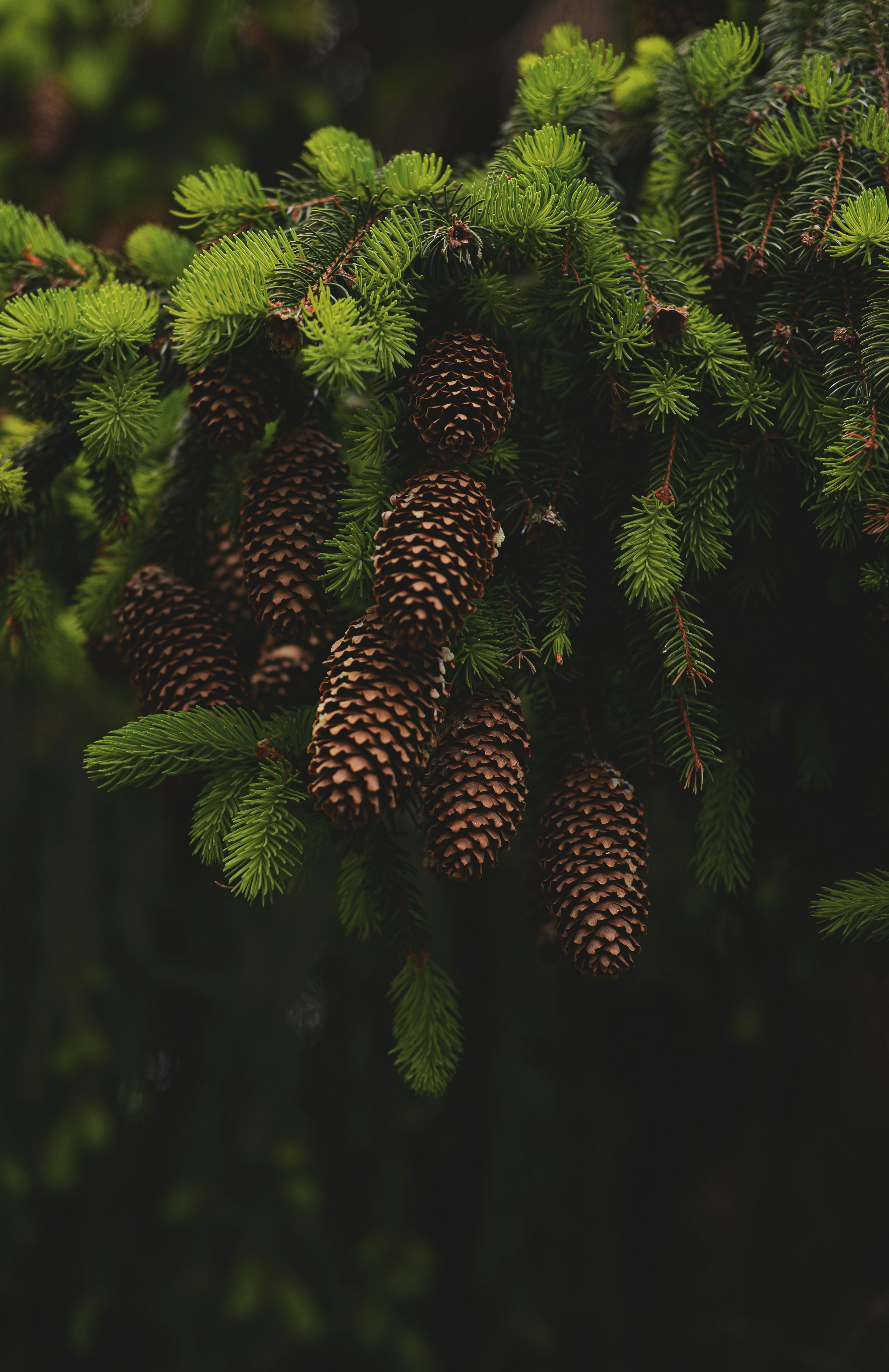 kerucut pinus hijau pada pohon pinus hijau