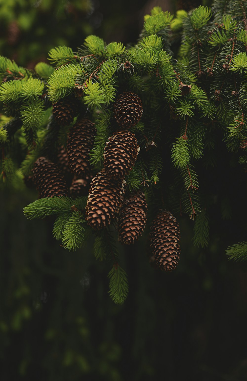 green pine cone on green pine tree