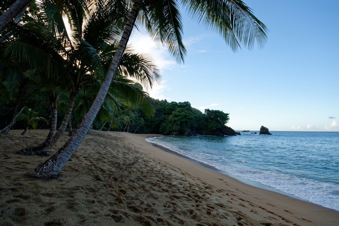 palm tree on beach shore during daytime