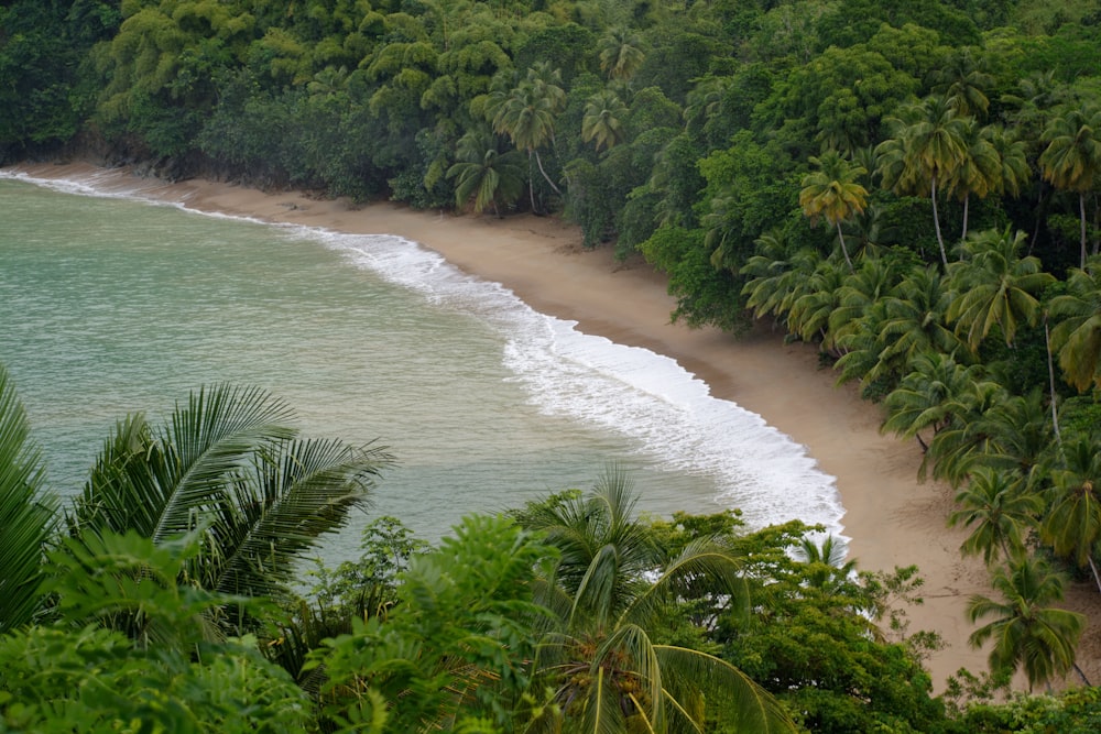 green trees beside body of water during daytime