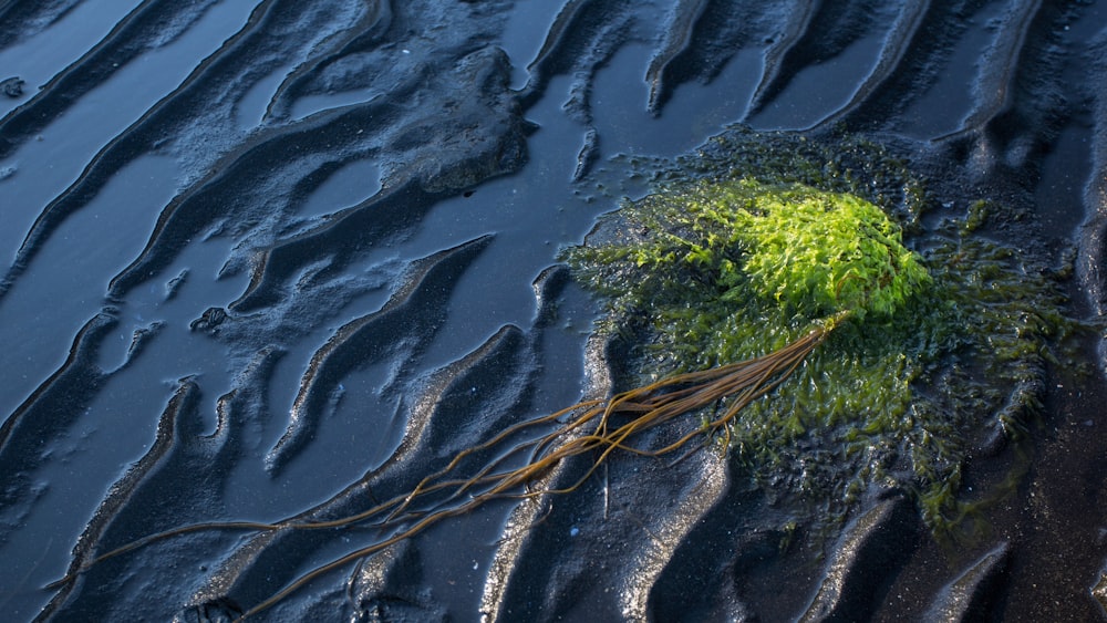 green grass on wet sand