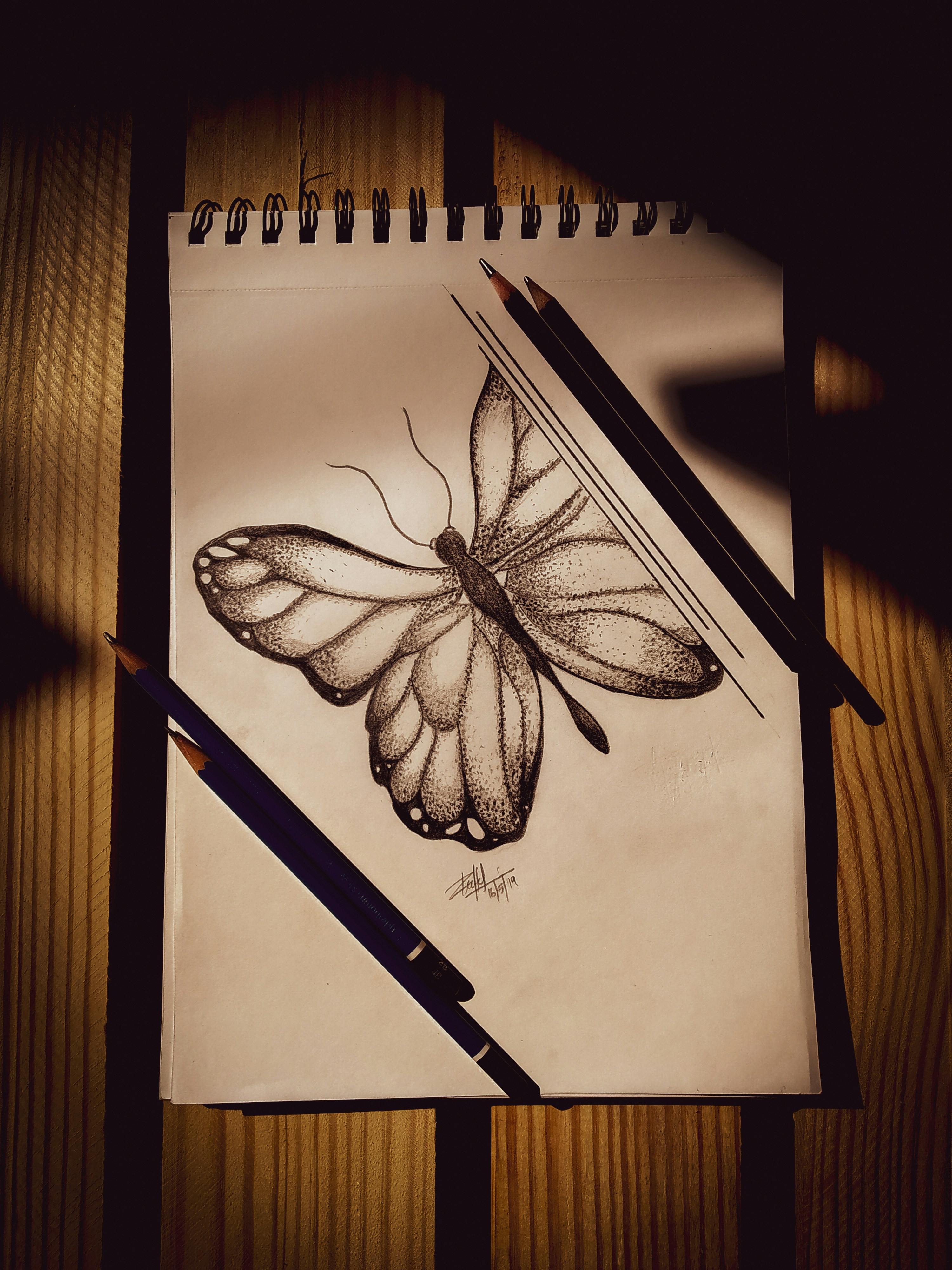 brown and black butterfly illustration