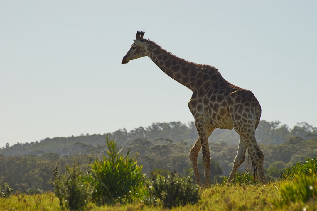 giraffe standing on green grass field during daytime