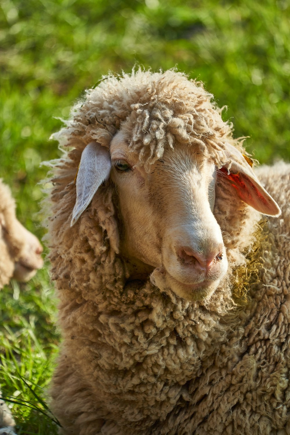 brown sheep on green grass during daytime