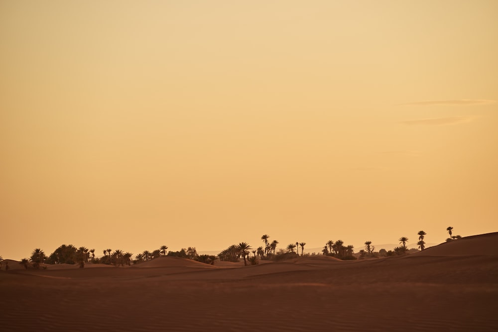 silhouette of people on brown field during sunset