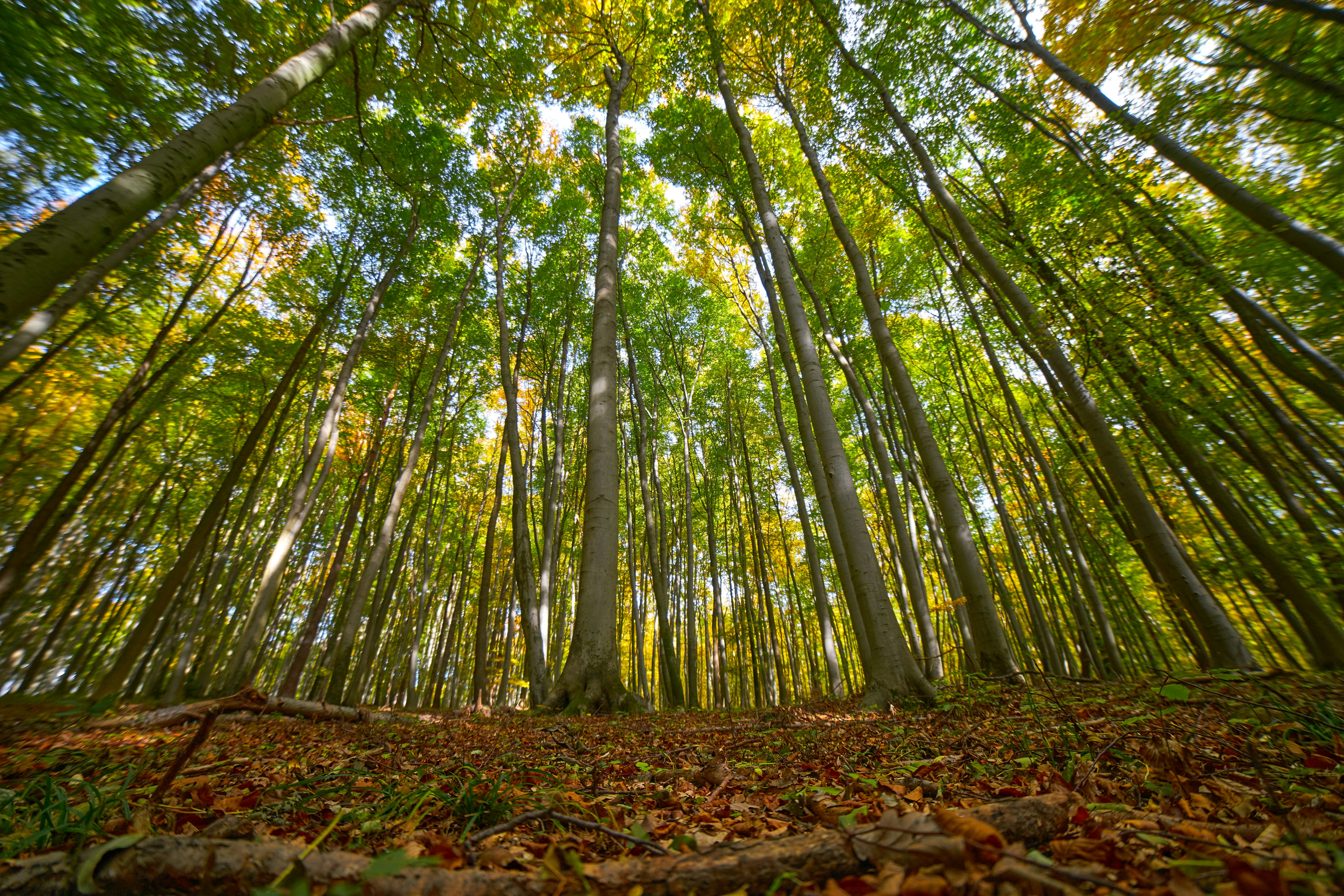 Photo by wolfgang_hasselmann