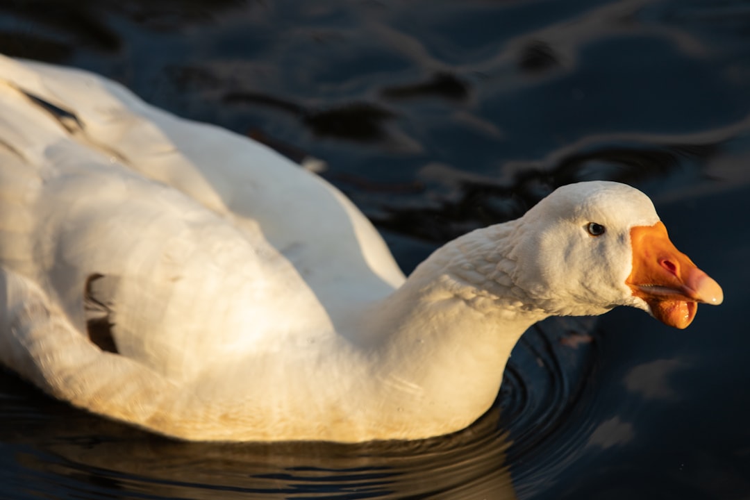 white duck on water during daytime