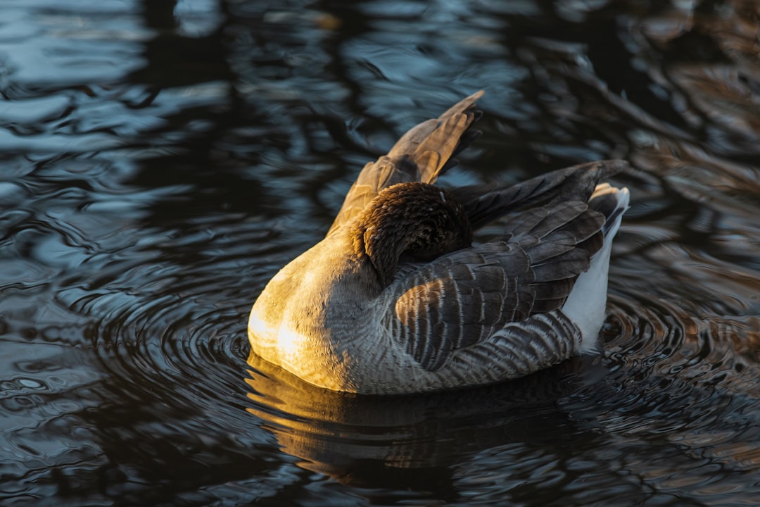 white and brown duck on water