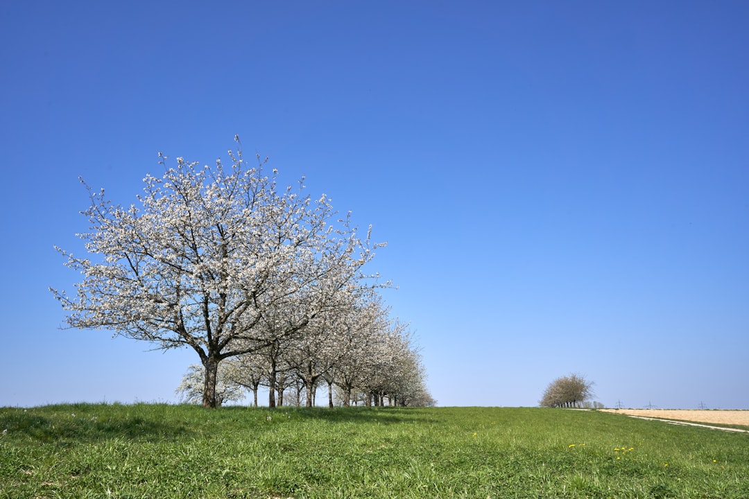 bare trees on green grass field under blue sky during daytime