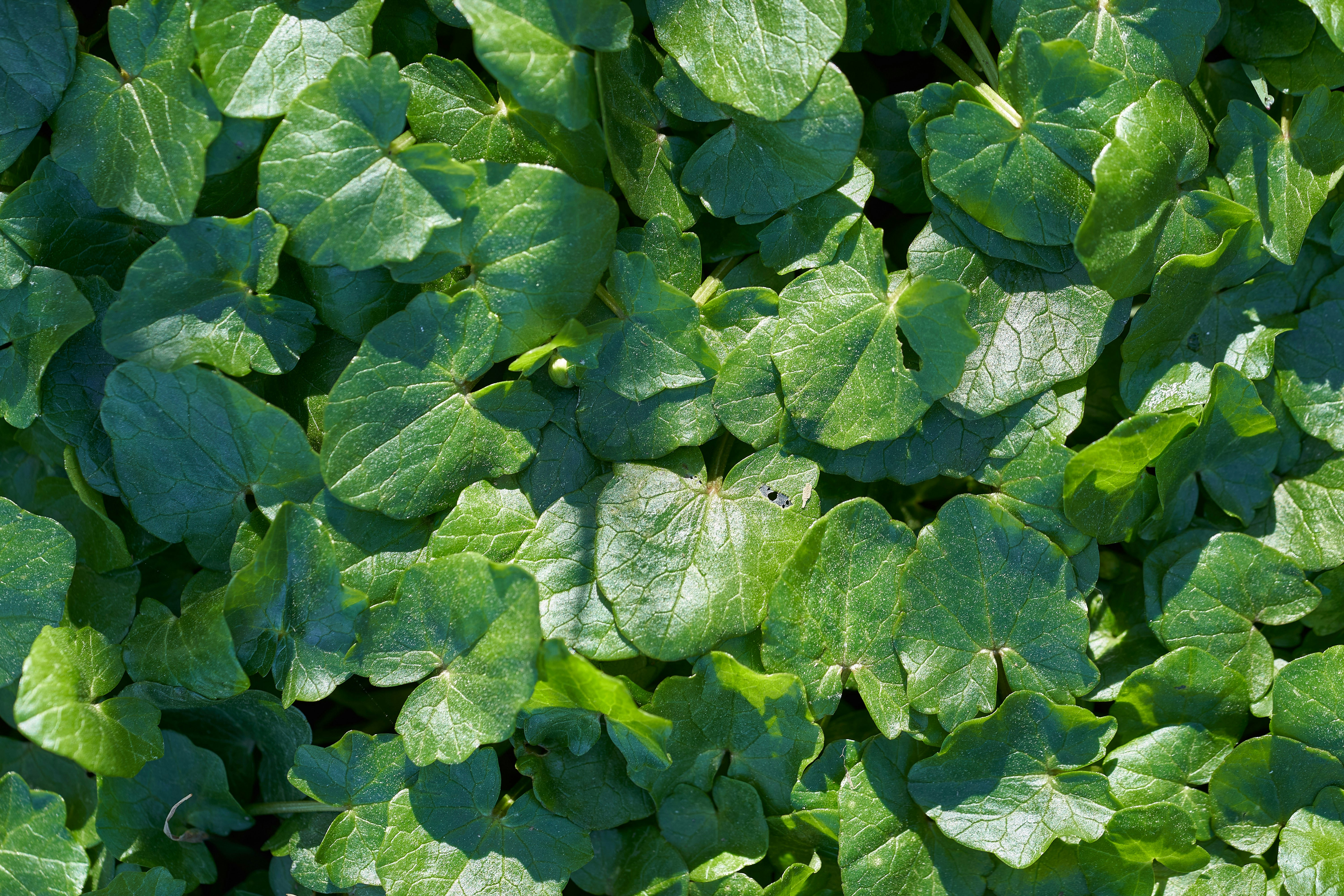 Photo by wolfgang_hasselmann