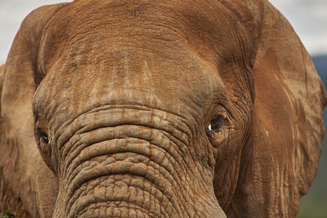 brown elephant in close up photography