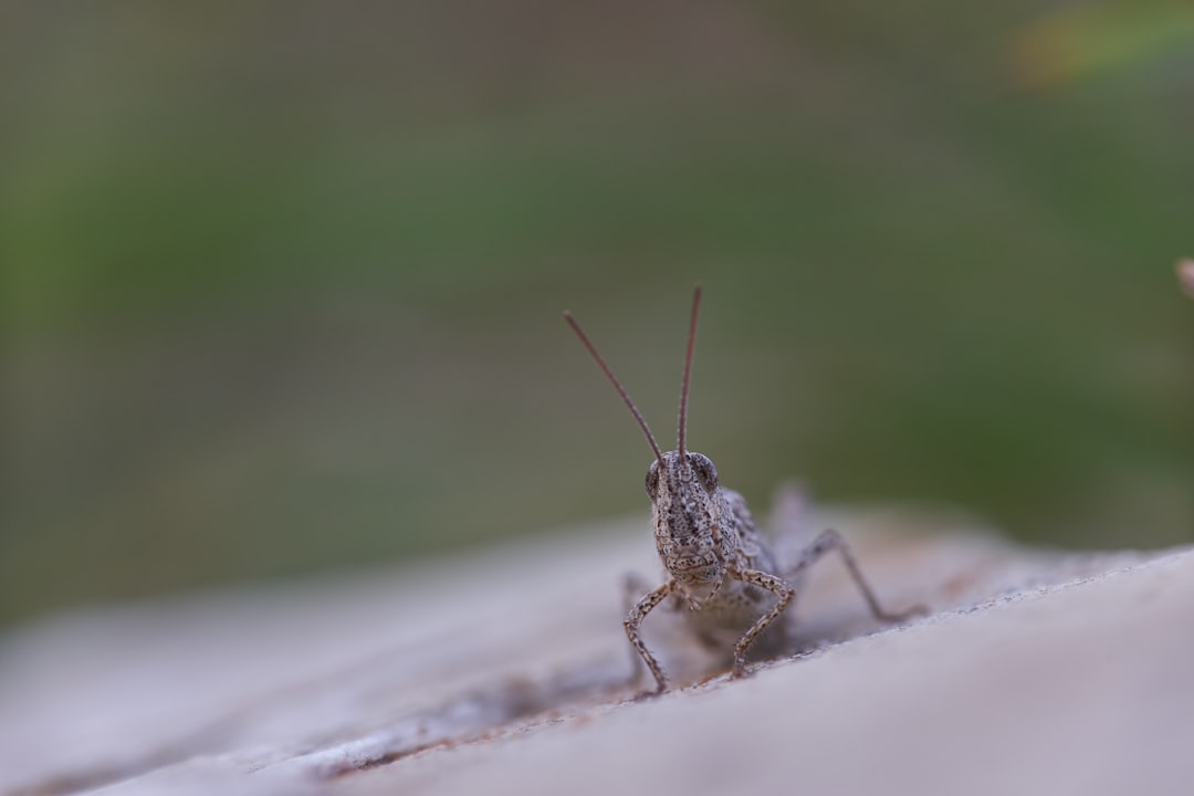 brown grasshopper on white surface in close up photography during daytime