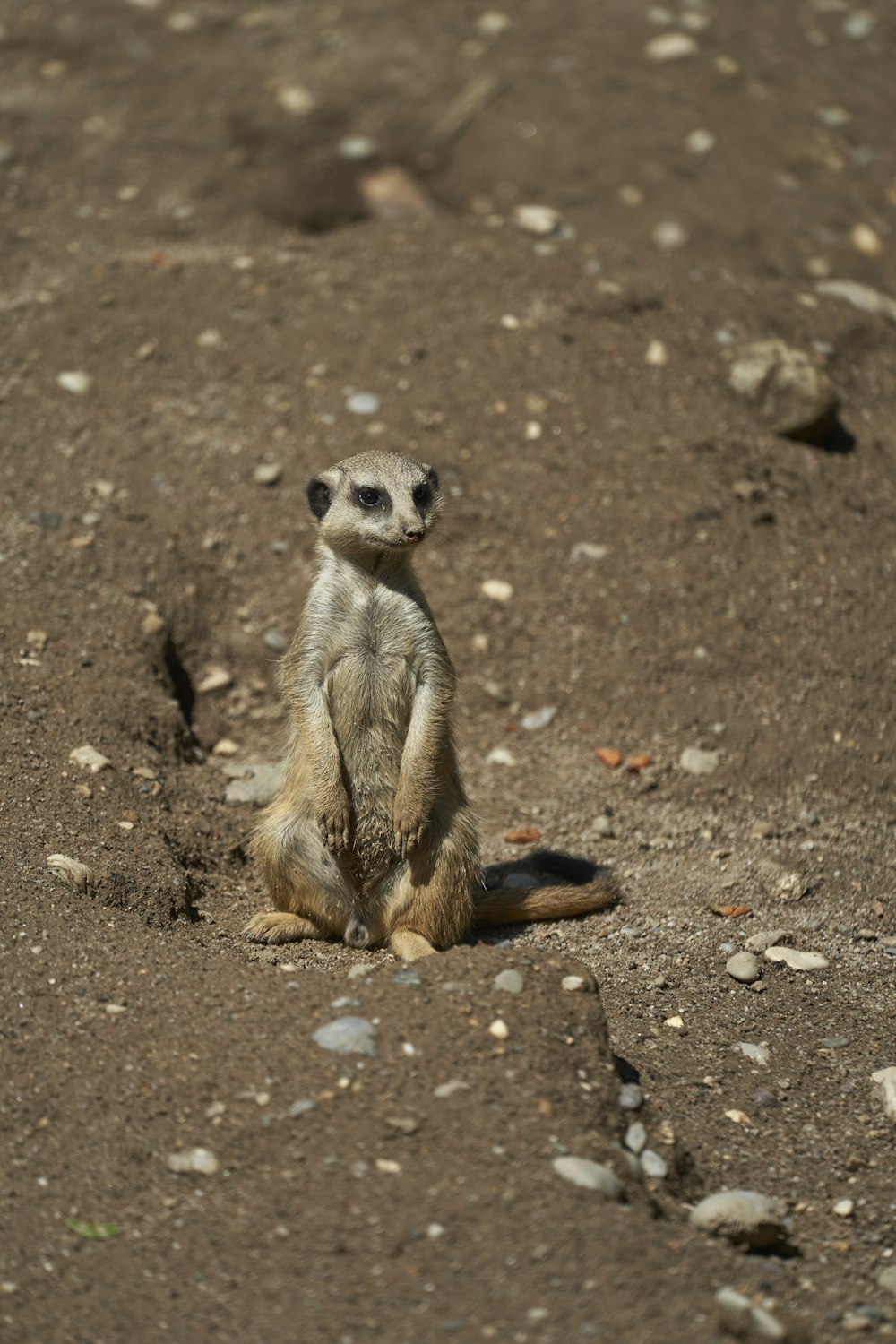 brown and white animal on brown soil