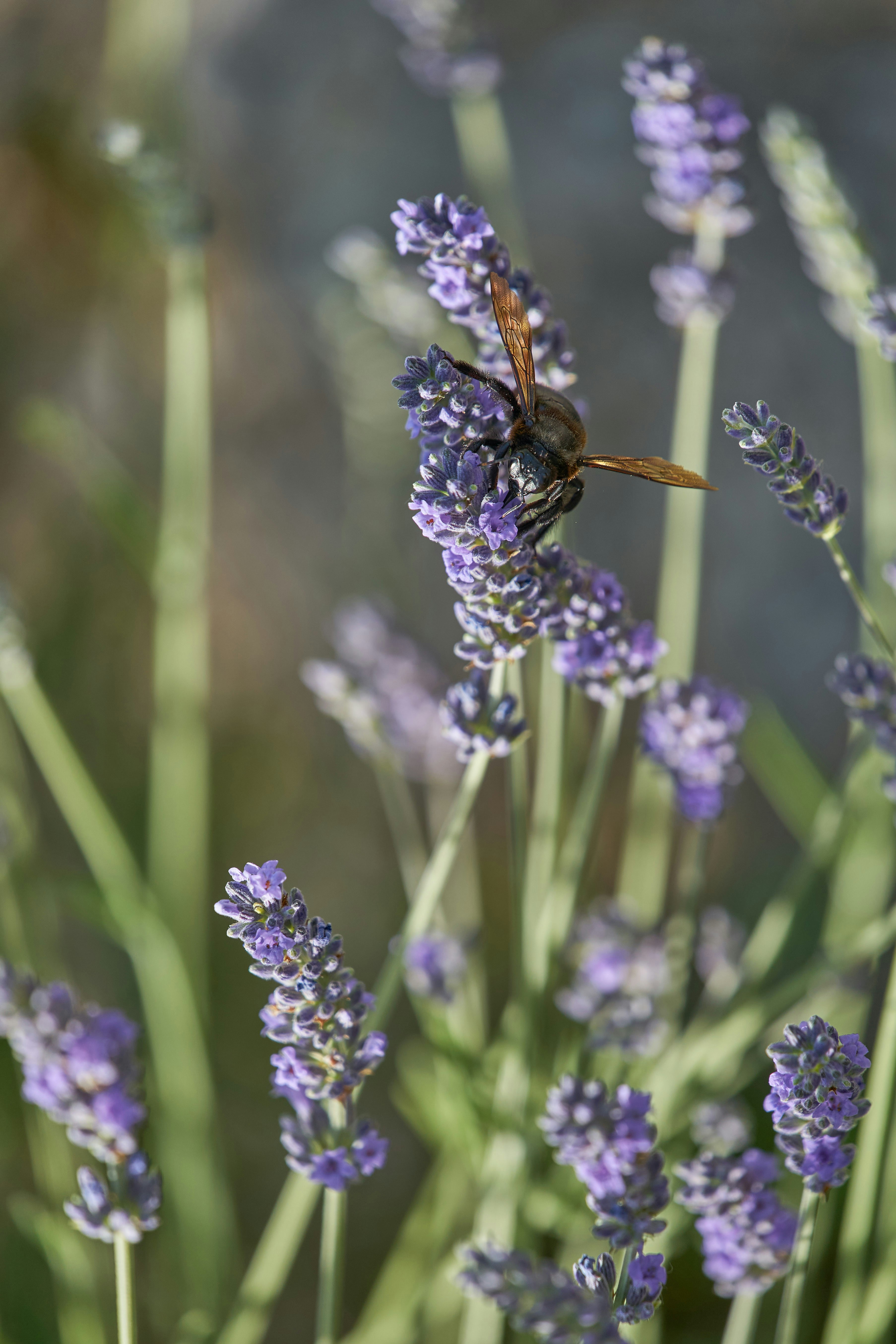 Photo by wolfgang_hasselmann