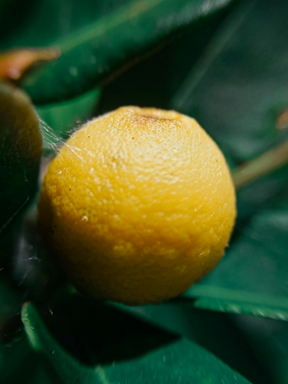 yellow round fruit on green leaves