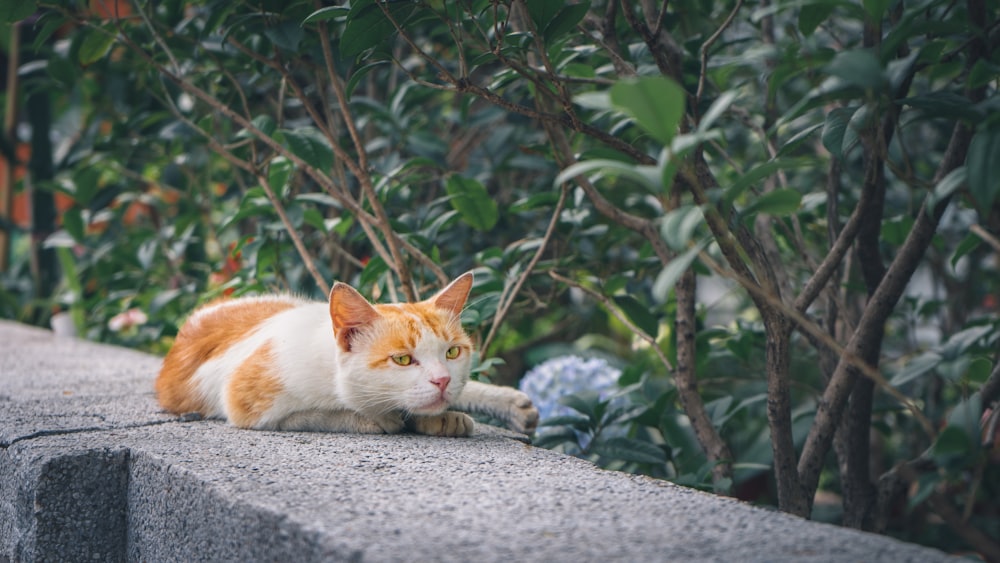 orange and white cat on gray concrete floor