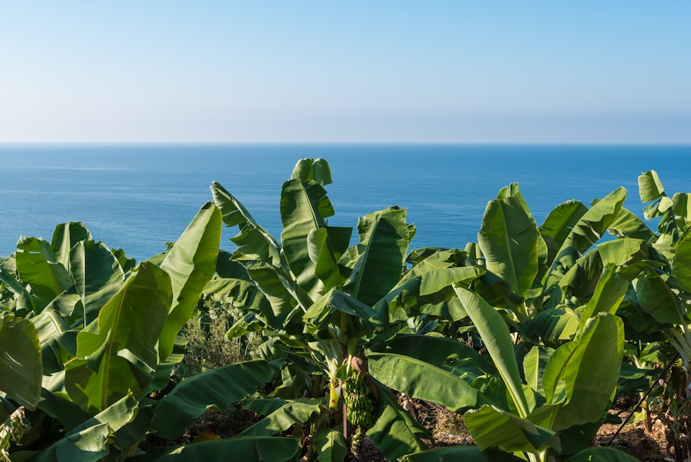 green plant near body of water during daytime