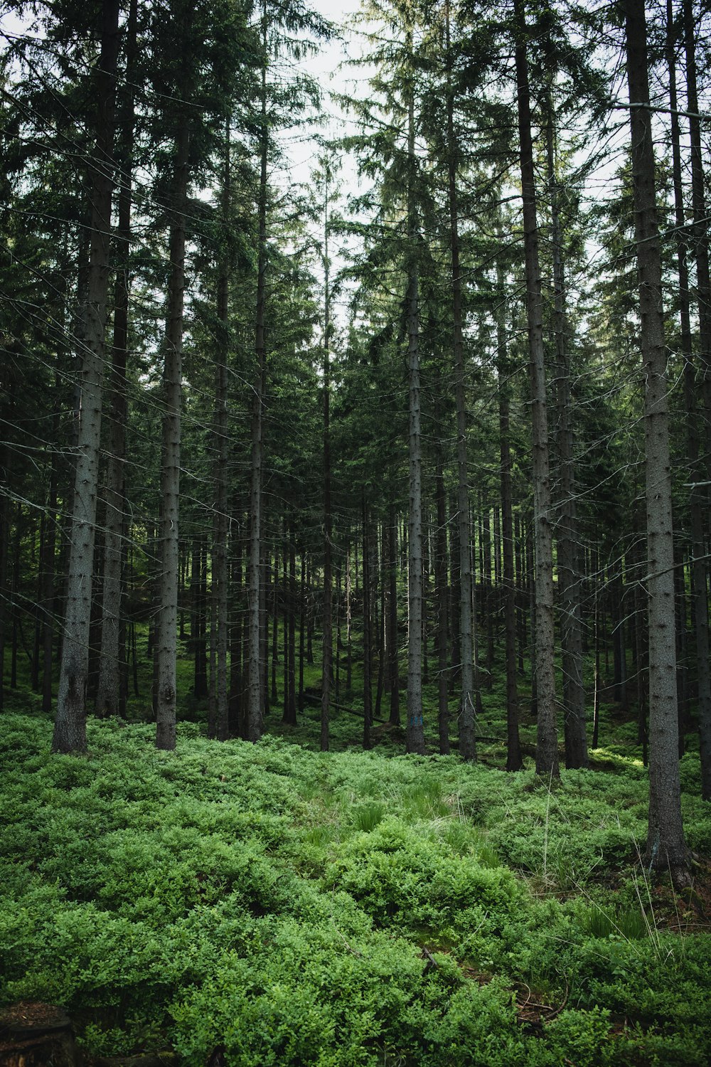 green grass and trees during daytime