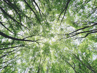 green trees under white sky during daytime