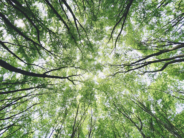 green trees under white sky during daytime