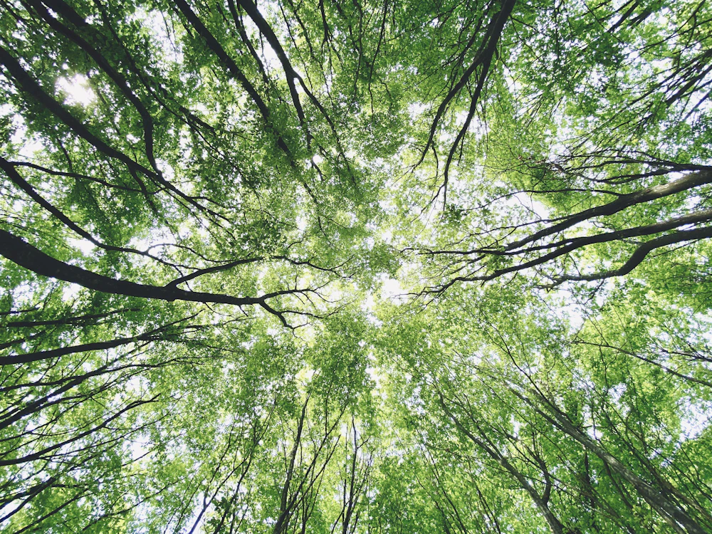 Looking up through cemetery trees