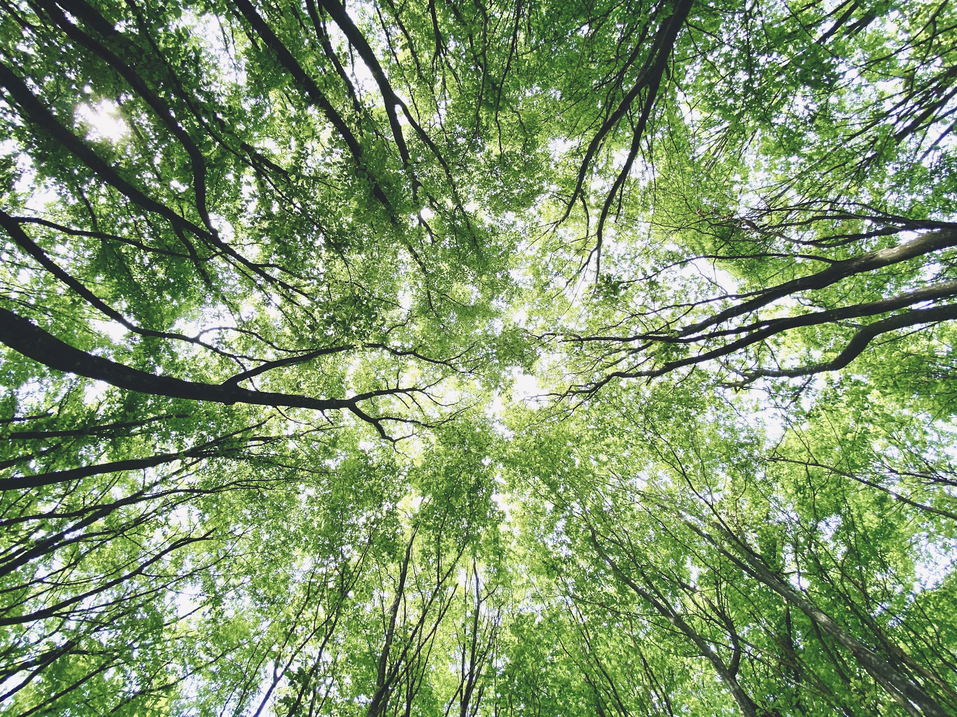 Looking up through quiet cemetery trees