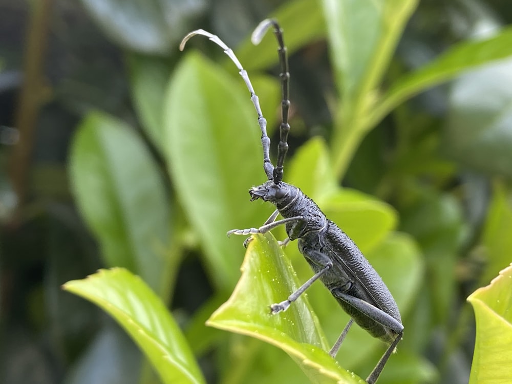 black insect on green leaf