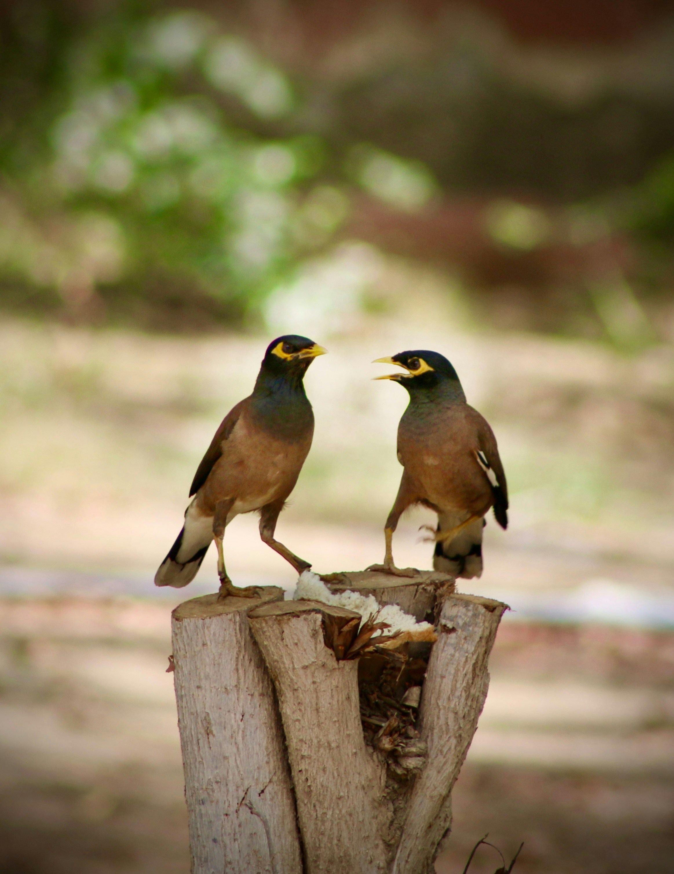 brown and black bird on brown wooden log during daytime