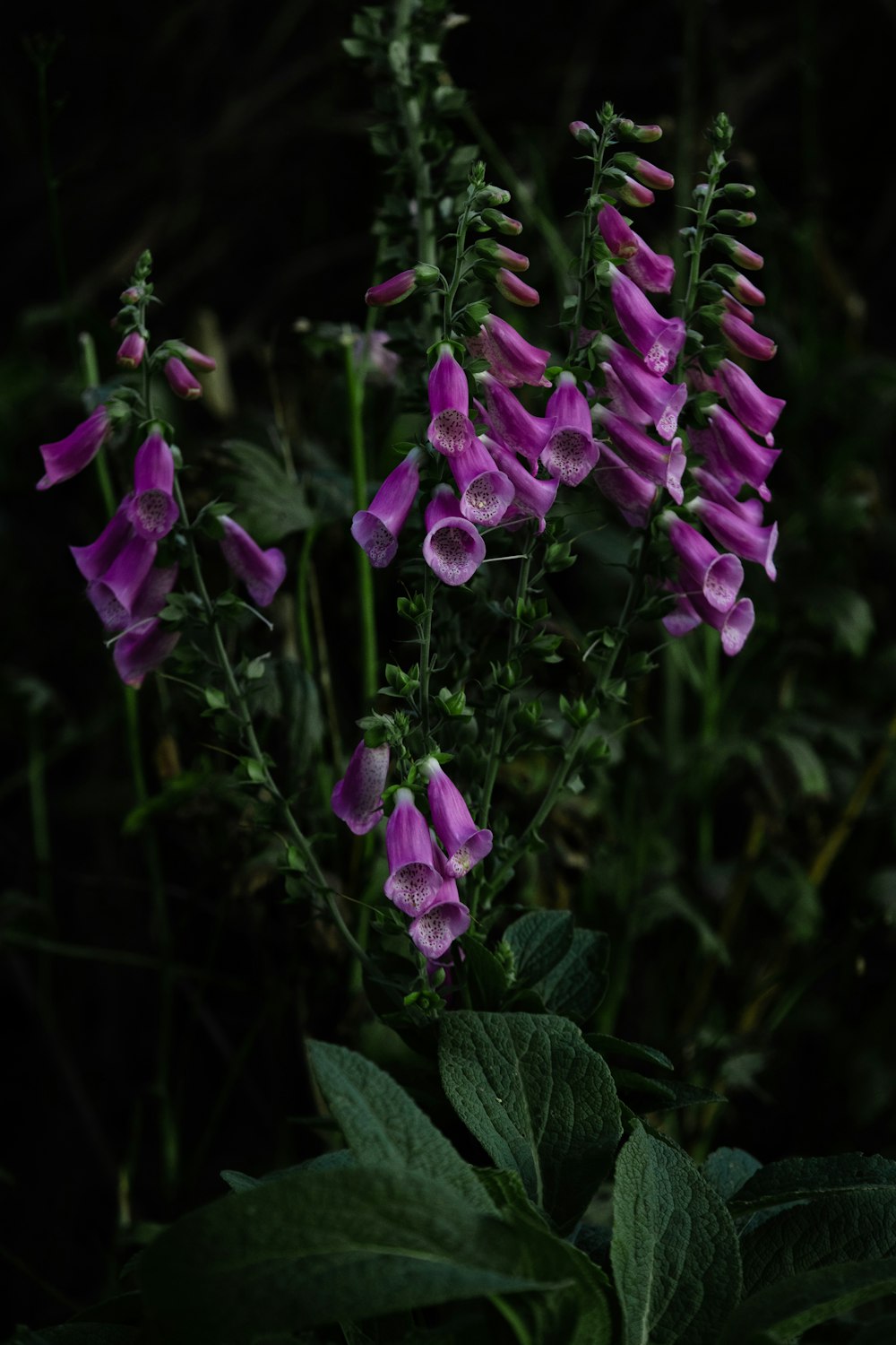 purple flowers with green leaves