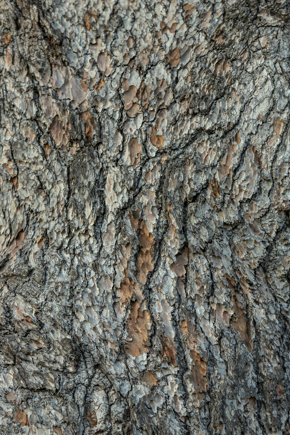 brown and gray tree trunk