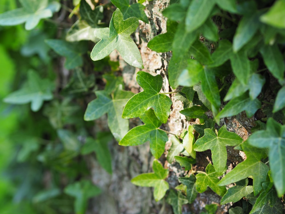 green leaf plant during daytime