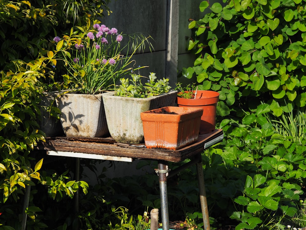 green plants on brown clay pots