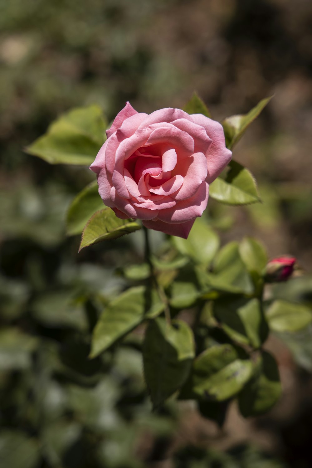 pink rose in bloom during daytime