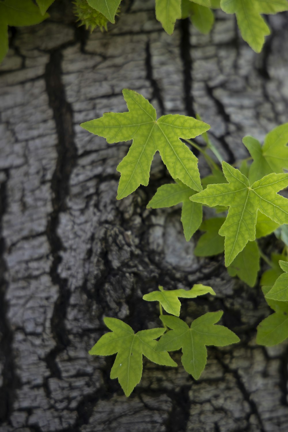 green maple leaf on brown tree trunk