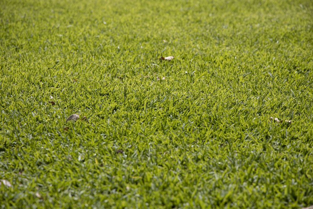 green grass field during daytime