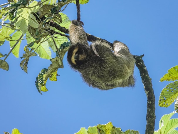 A close-up of a curious sloth hanging from a tree branch in the mountains surrounding Rio Celeste