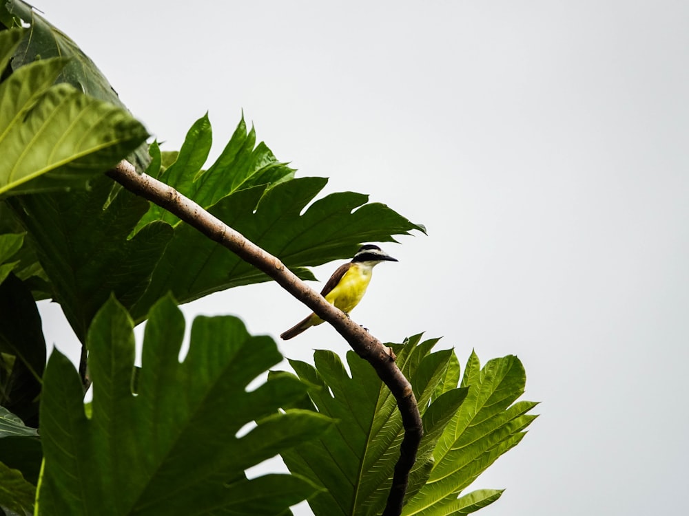 yellow and black bird on tree branch