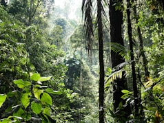 green banana trees during daytime