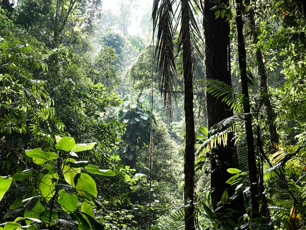 plátanos verdes durante el día