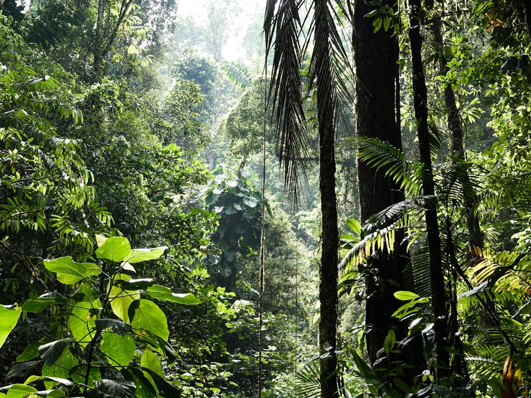 Forest photo spot Puntarenas Province Savegre