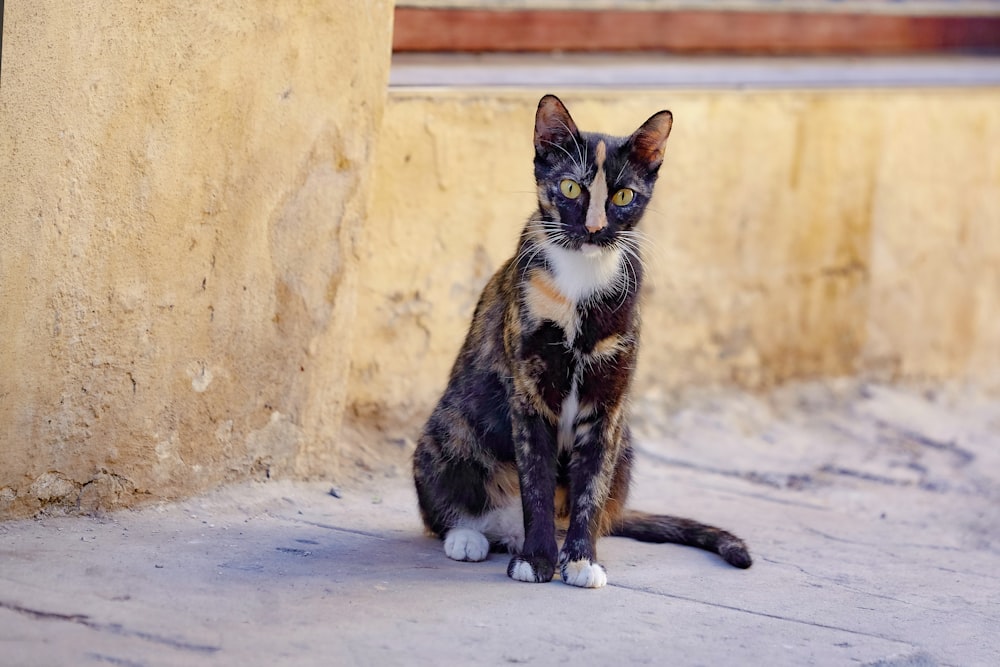 calico cat on white snow