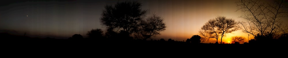 silhouette of trees during sunset