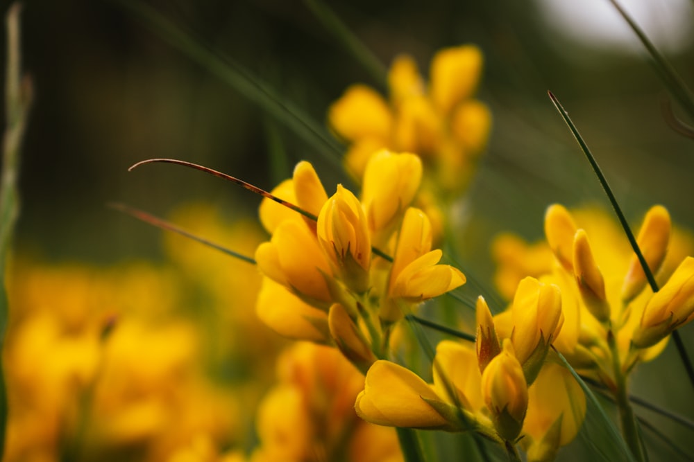 yellow daffodils in bloom during daytime