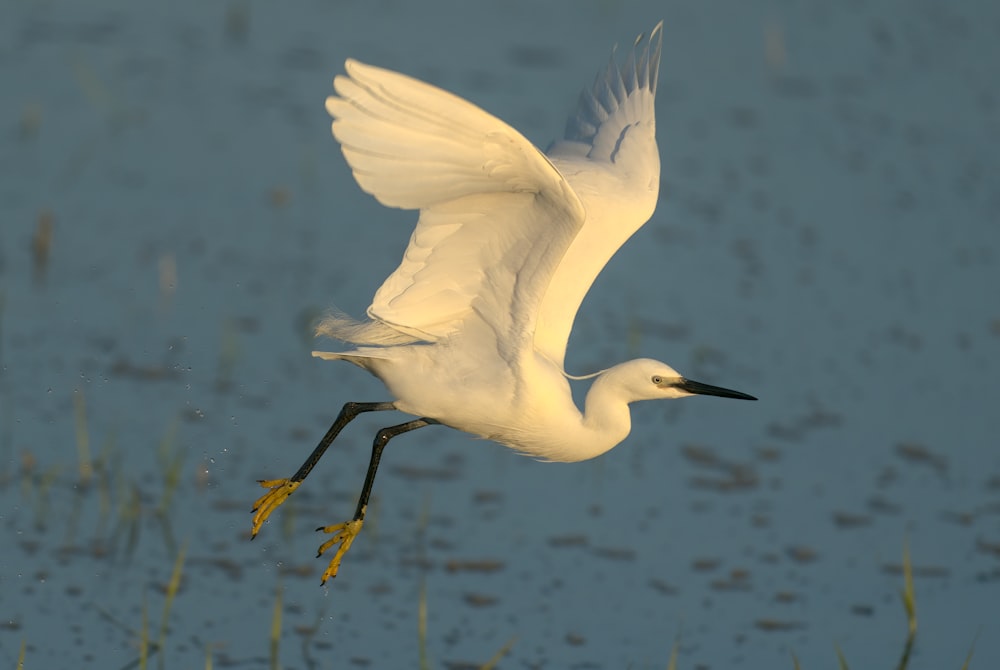 uccello bianco che vola sopra lo specchio d'acqua durante il giorno